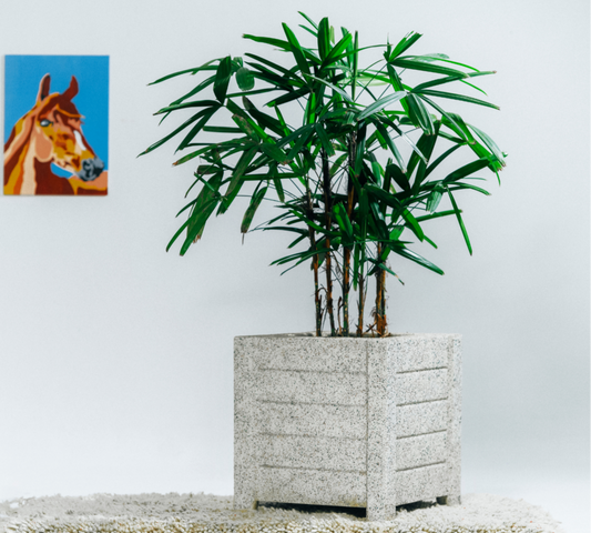 SKU-02 Fiberglass Square Modern Planter Real Stone Finish