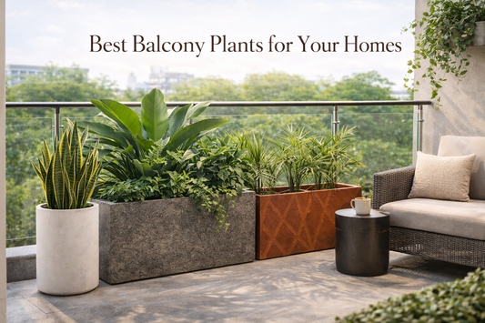 Best Balcony Plants for Your Homes