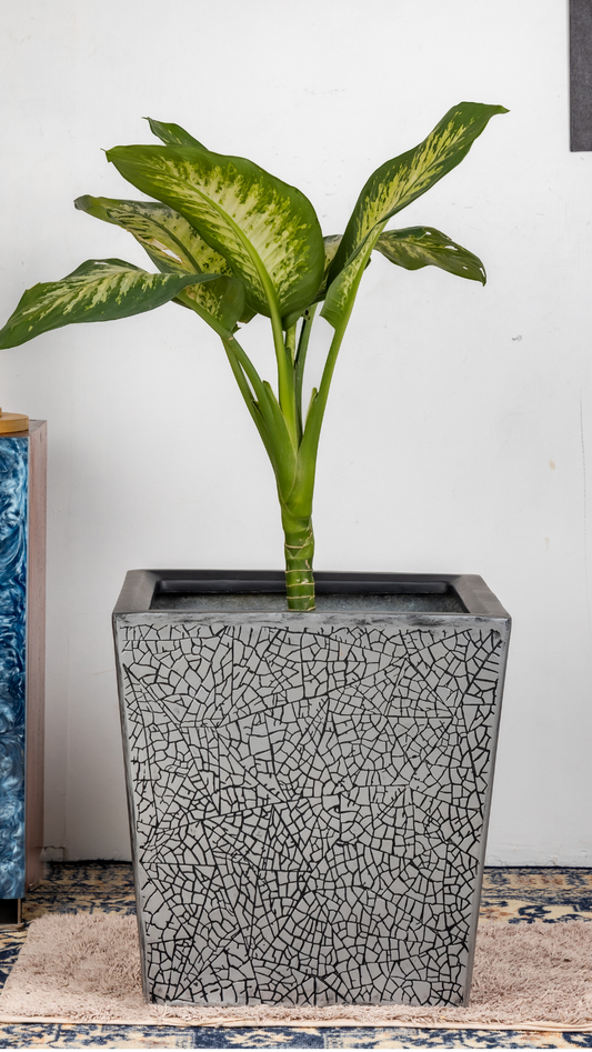 Sku-38 Embossed Stone-Texture FRP Planter – Premium Square Designer Pot