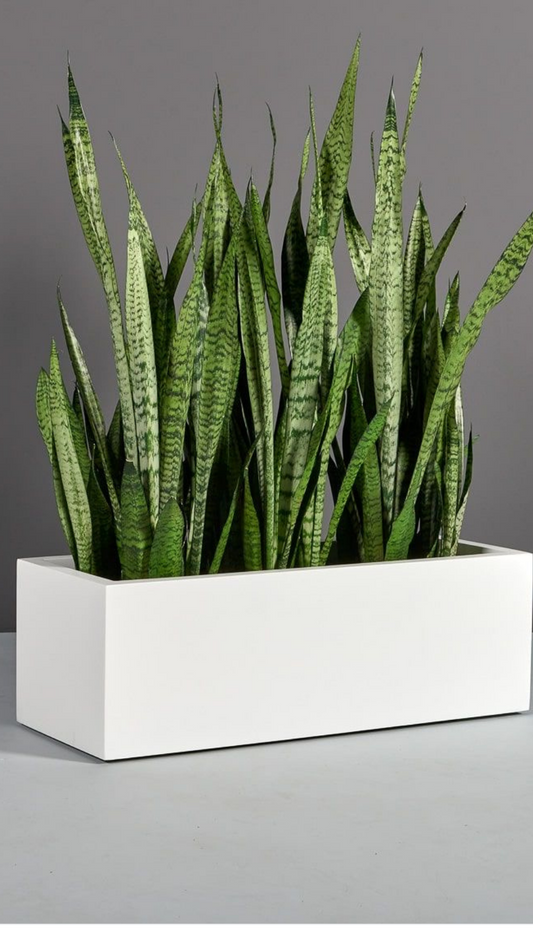 Sku-45 Rectangular FRP Planter – Modern Minimal Planter for Indoor & Outdoor Spaces
