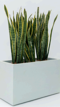 Sku-47 Rectangular FRP Planter – Modern Minimal Divider Pot for Indoor & Outdoor Spaces