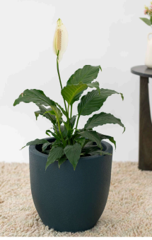 Sku-39 | Small Planter